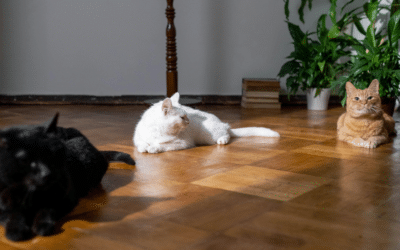 Dog Walker, Pet Sitter, Pet Taxi | Alexandria, Arlington, VA & Surrounding Areas 2 Cat Sitting in Lorton, Virginia: A Stress-Free Alternative to Boarding
