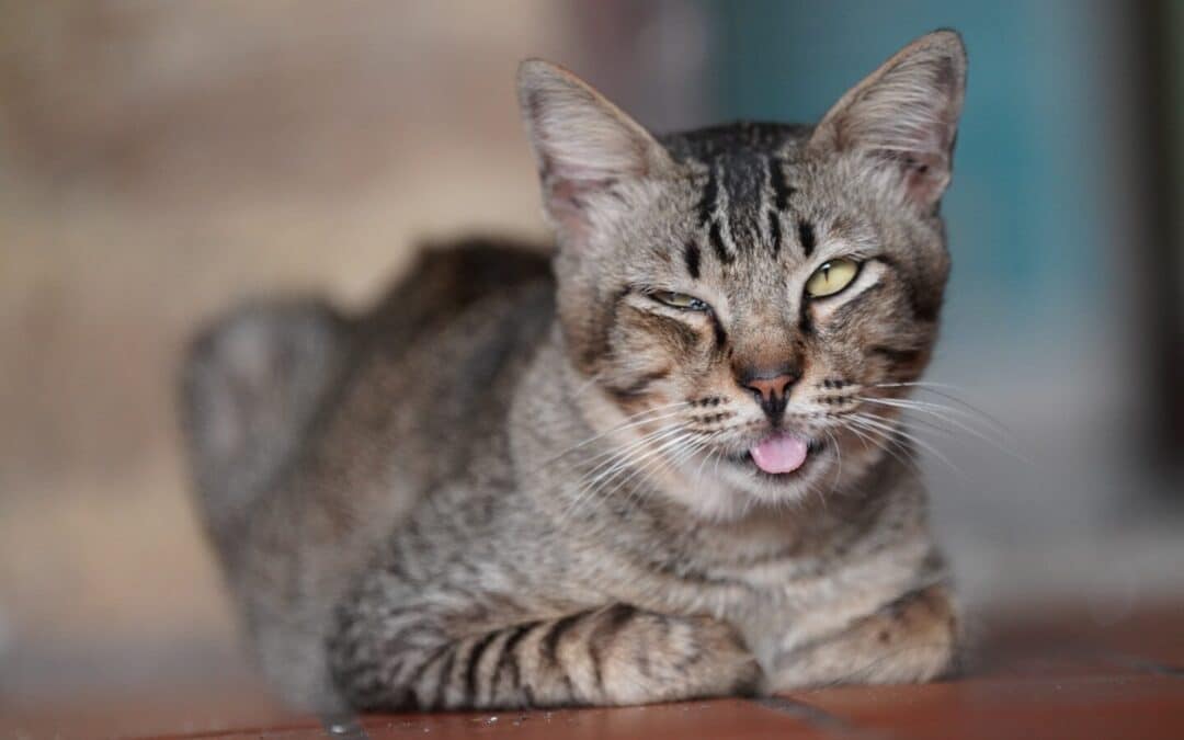 Adopt a Cat This June and Make a Furry Friend for Life