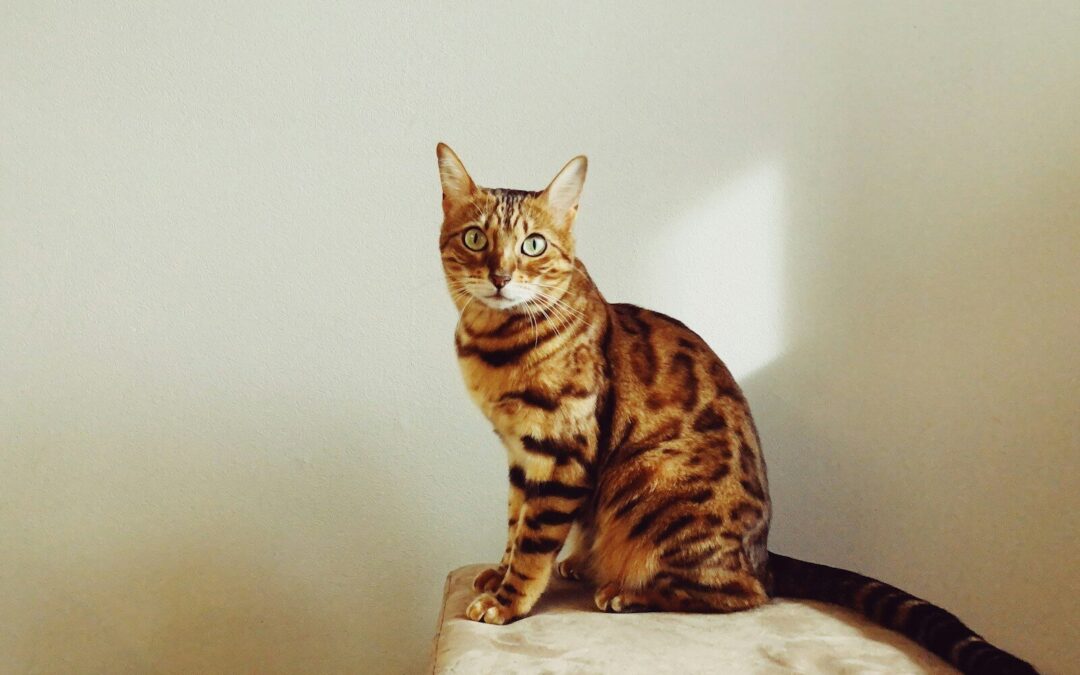 Savannah cat VS Bengal cat | Which is the breed for you?