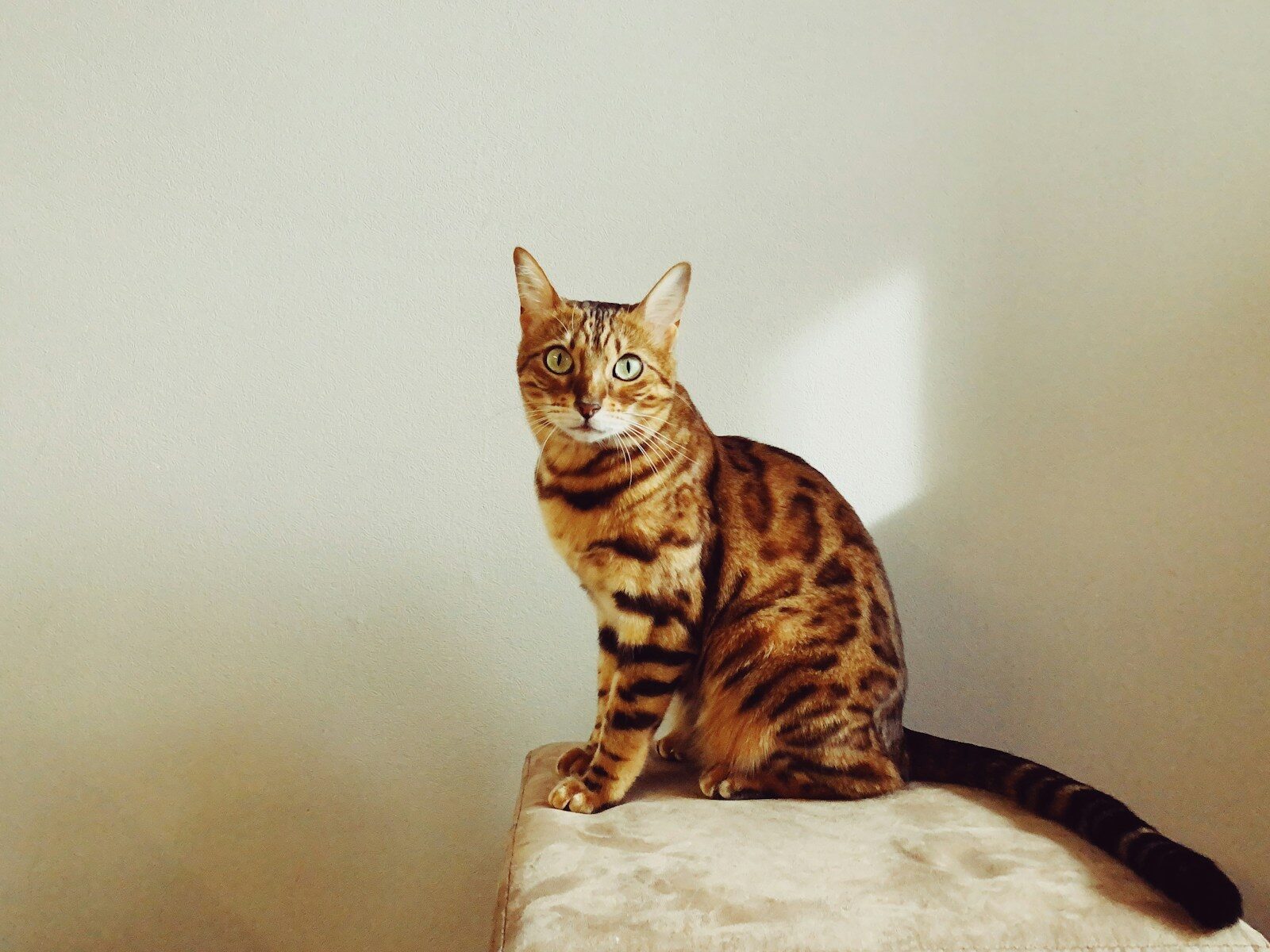 Photo by Igor Karimov brown tabby cat on white textile