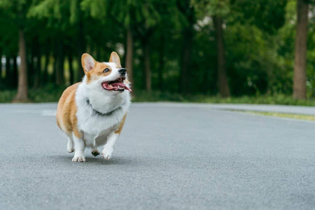 How Much Exercise Does A Dog Need? Tailoring Exercise for Your Furry Friend 1 A happy corgi dog running on a paved path.