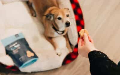 Exploring the World of Dog Treats To Keep Your Pup Healthy and Happy