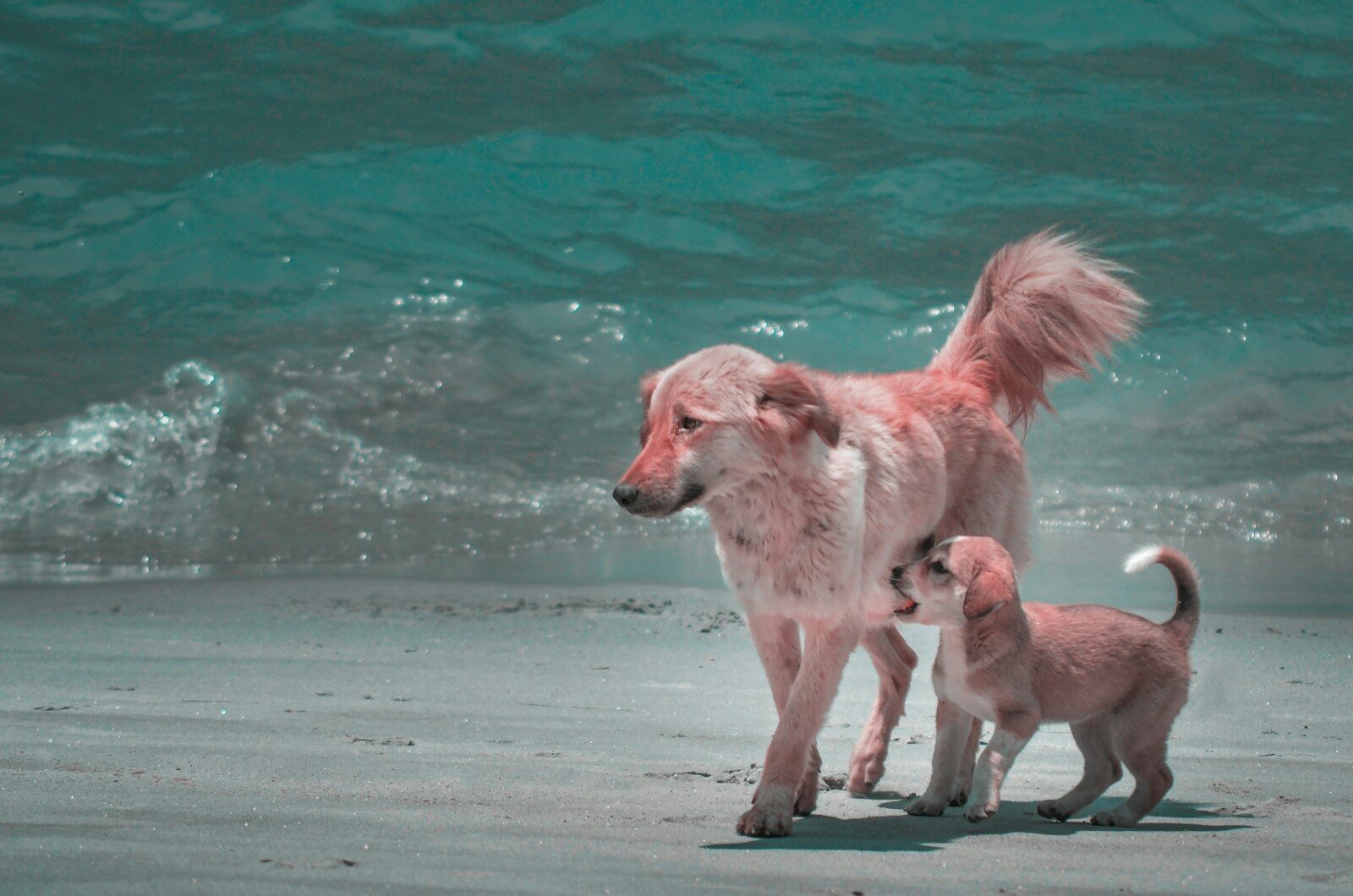 Photo by Divya Agrawal brown short coated dog running on beach during daytime