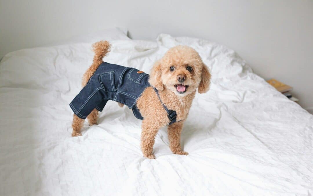 Awesome Pet Gifts and Ideas for Pets and Pet Parents!