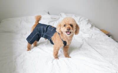 Awesome Pet Gifts and Ideas for Pets and Pet Parents!