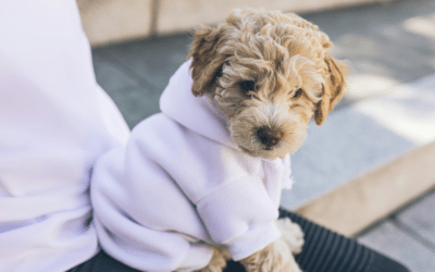 Dog Clothes in the DMV: When You Should Head To Howl To The Chief