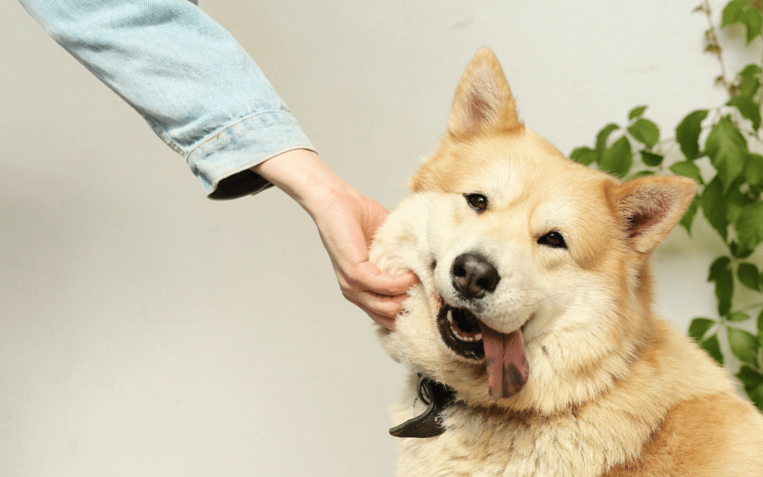 2026 Dog Sitting Rates in the DMV: What Pet Owners Should Expect