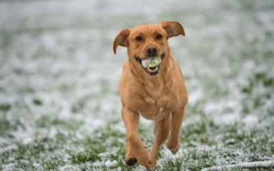 Dog Walking in Southern Maryland During Winter: 8 Safety Mistakes Pet Owners Make