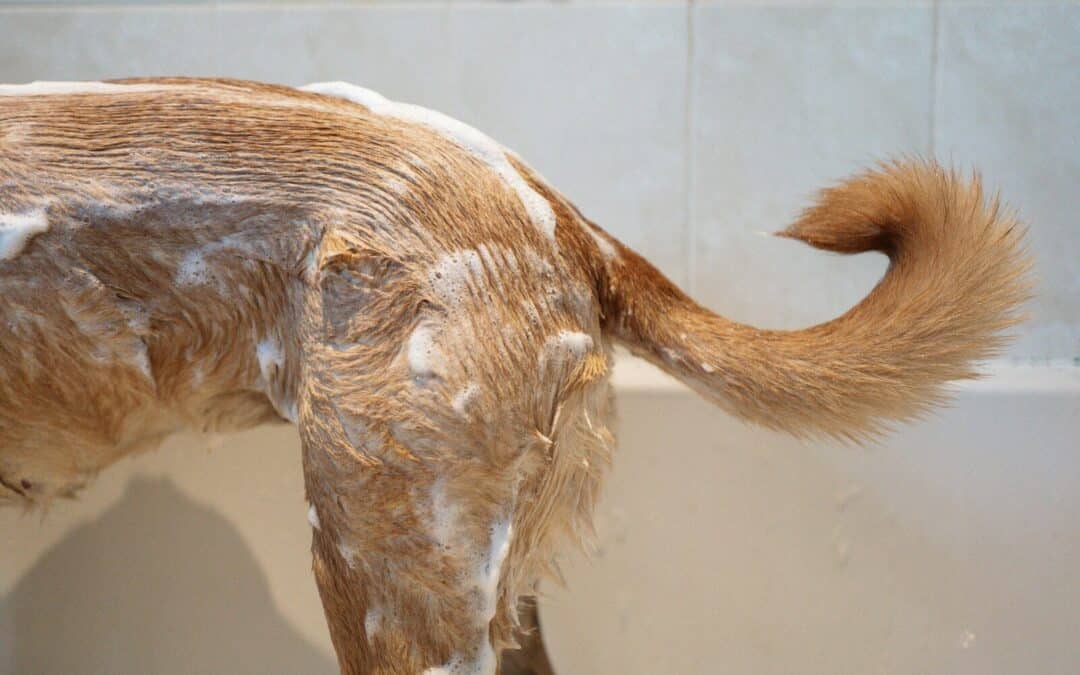 The Best Dog Shampoo For Itchy Skin