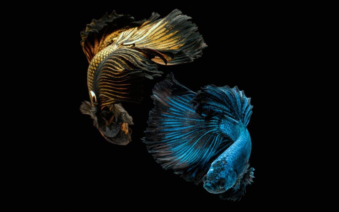 What is the lifespan of a Betta fish?