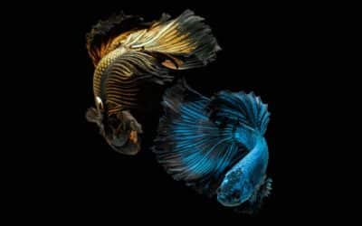 What is the lifespan of a Betta fish?
