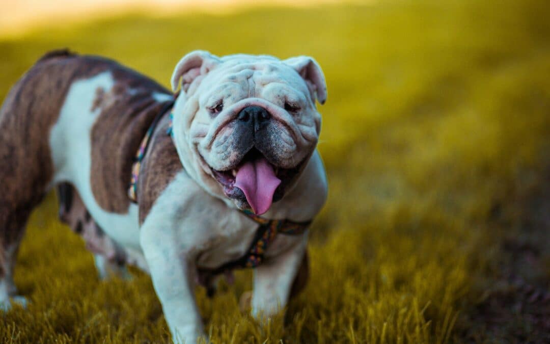 American Bulldog vs English Bulldog comparison