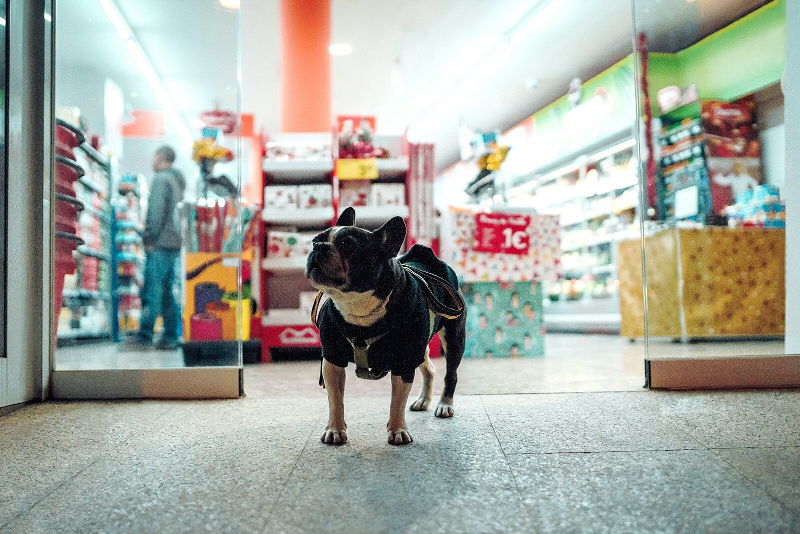 Photo by Peter Plashkin black dog walking in front of store