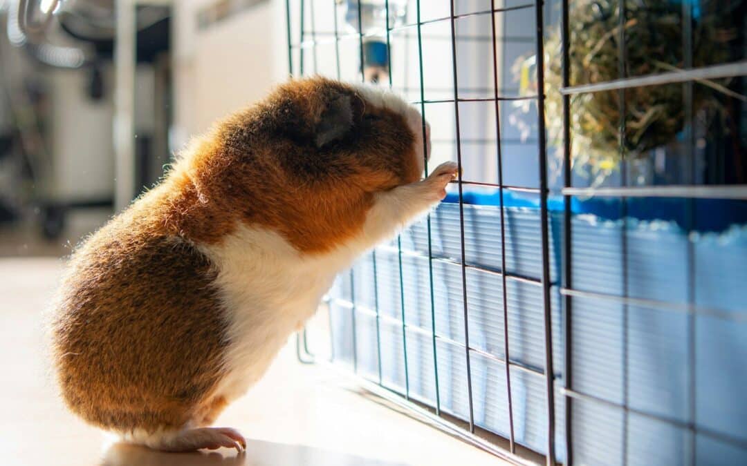 Rex Guinea Pig: Care, Diet, Personality & More