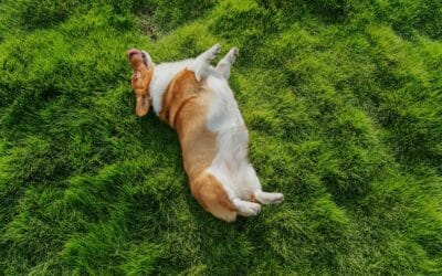 Bloat in dogs: Symptoms, causes & what you should do