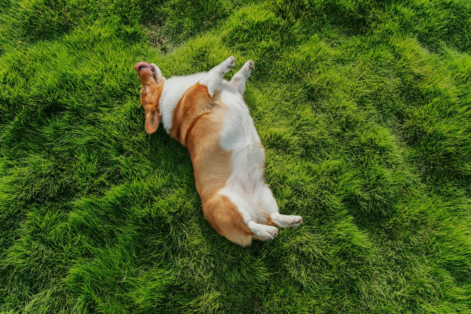 A beagle dog rolls on its back in grass.