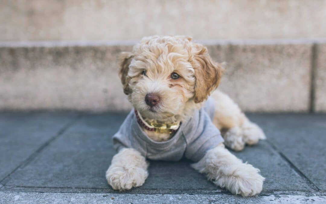 How Cold Is Too Cold for Dogs? Tips for Winter Walks Around Waldorf & Fort Washington