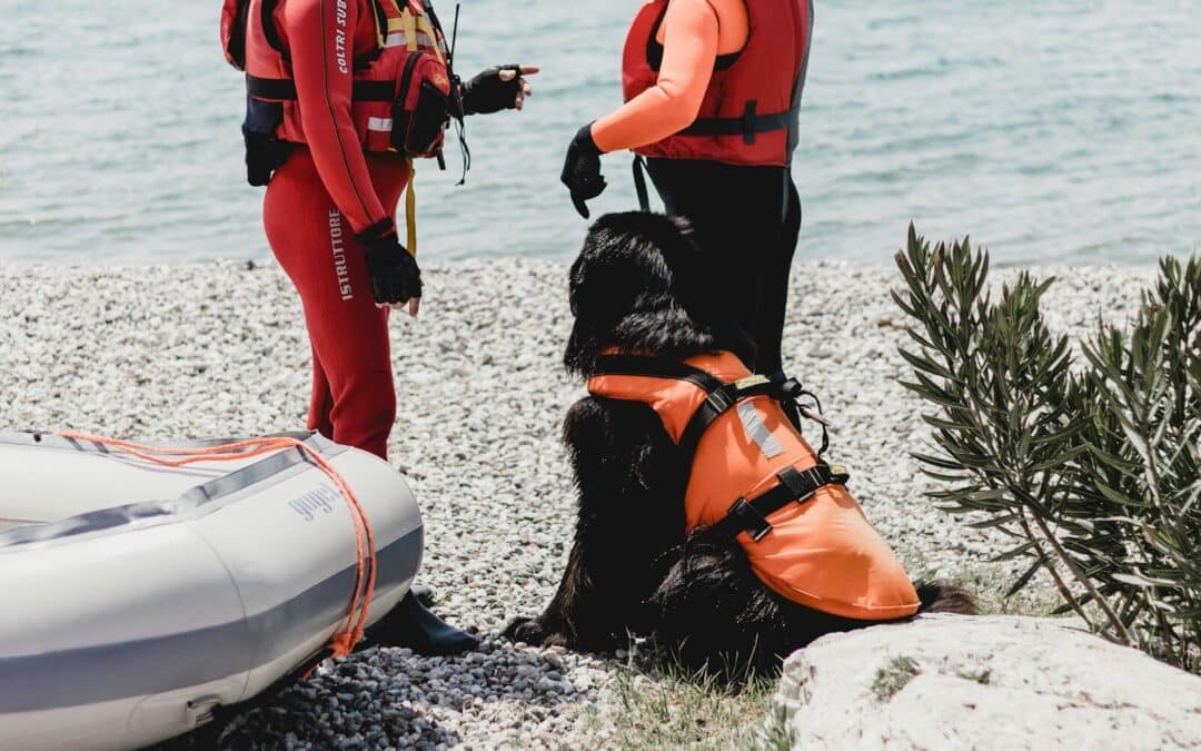 Newfoundland Dog Size Comparison