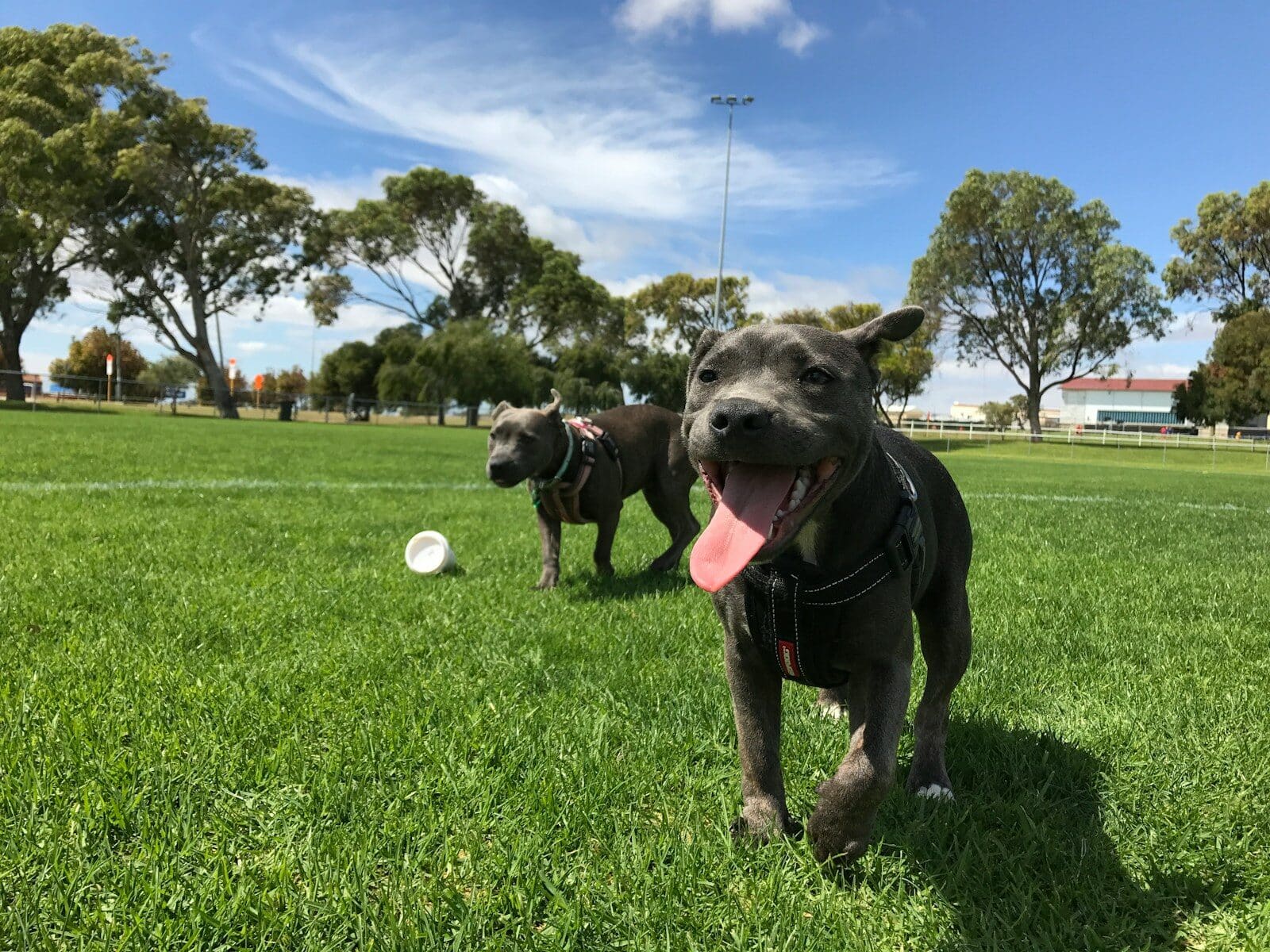 Photo by Mathew Smith black short coated dog playing with white ball on green grass field during daytime