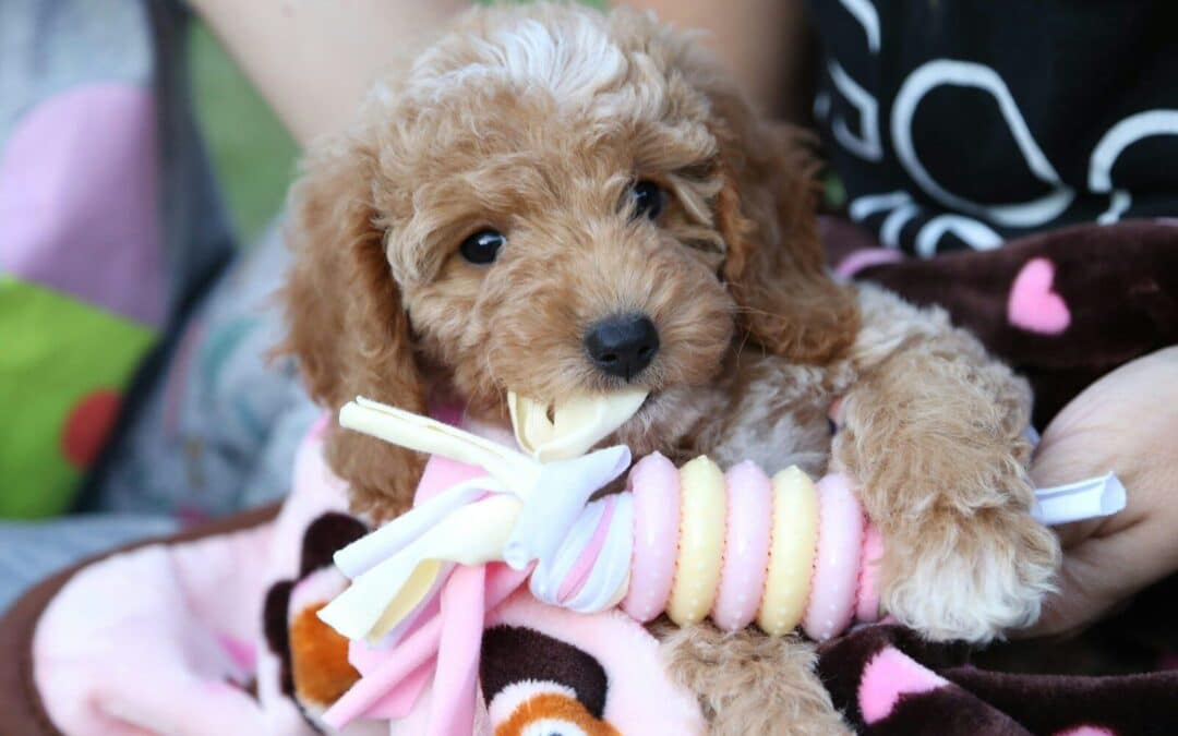 How to Find Unique Dog Names That Fit Your Pet Perfectly