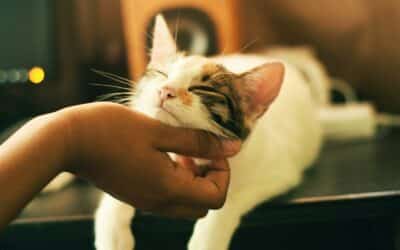 Unleashing the Secrets on How To Pet A Cat Purrfectly!