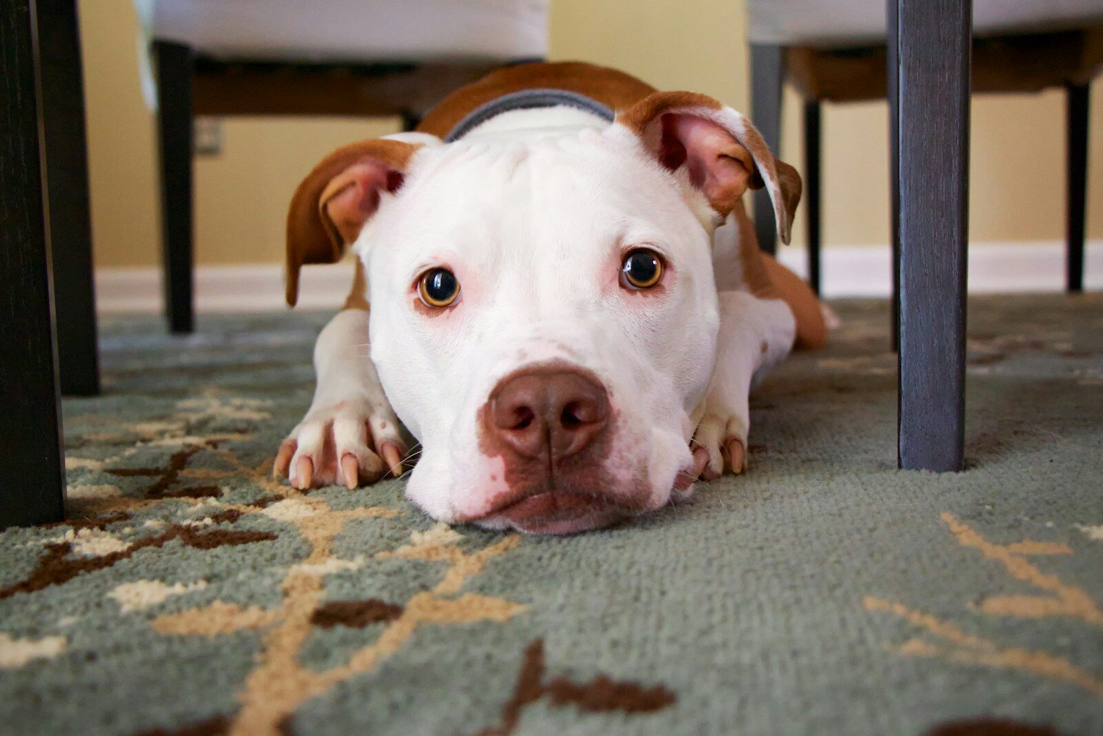 dog laying on area rug