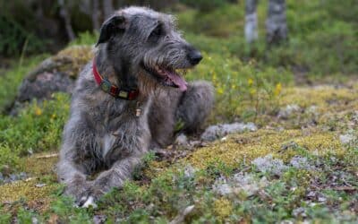 Everything You Need To Know About Irish Wolfhound Puppies
