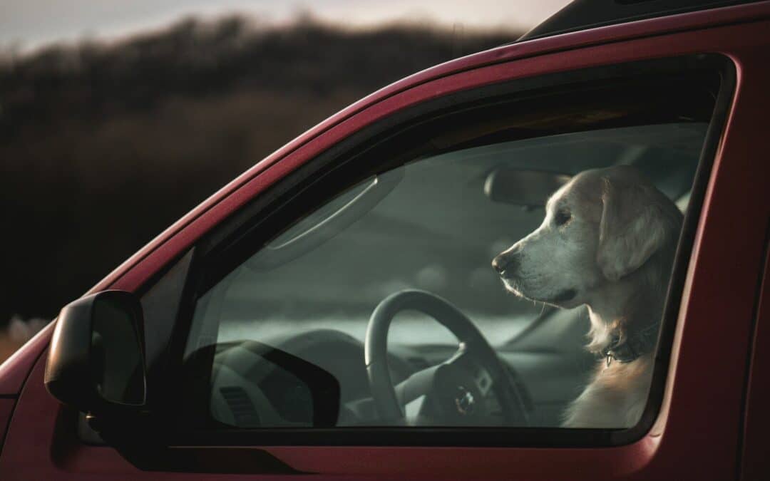 Pet Transport Services: How to Choose the Right Partner