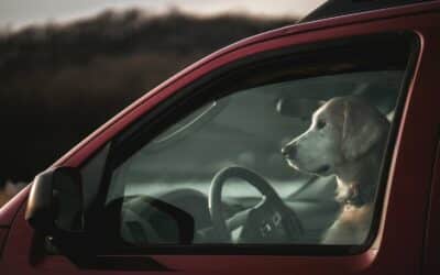 Pet Transport Services: How to Choose the Right Partner