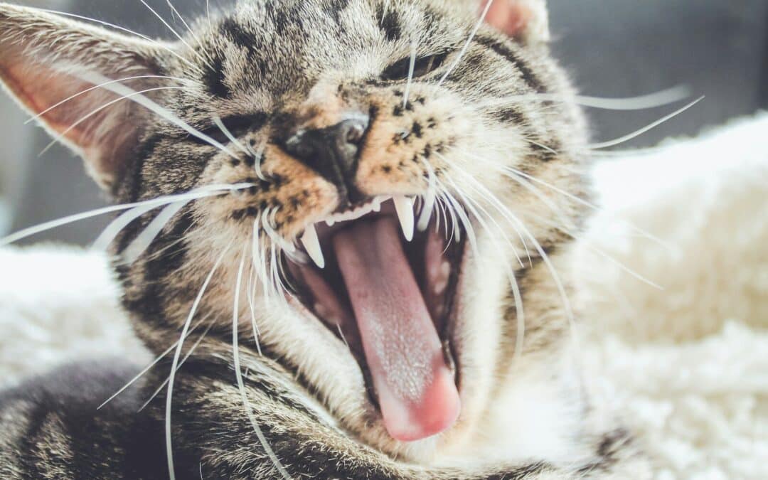 Cat dental care | How to clean your cat’s teeth