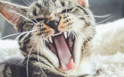 Cat dental care | How to clean your cat’s teeth