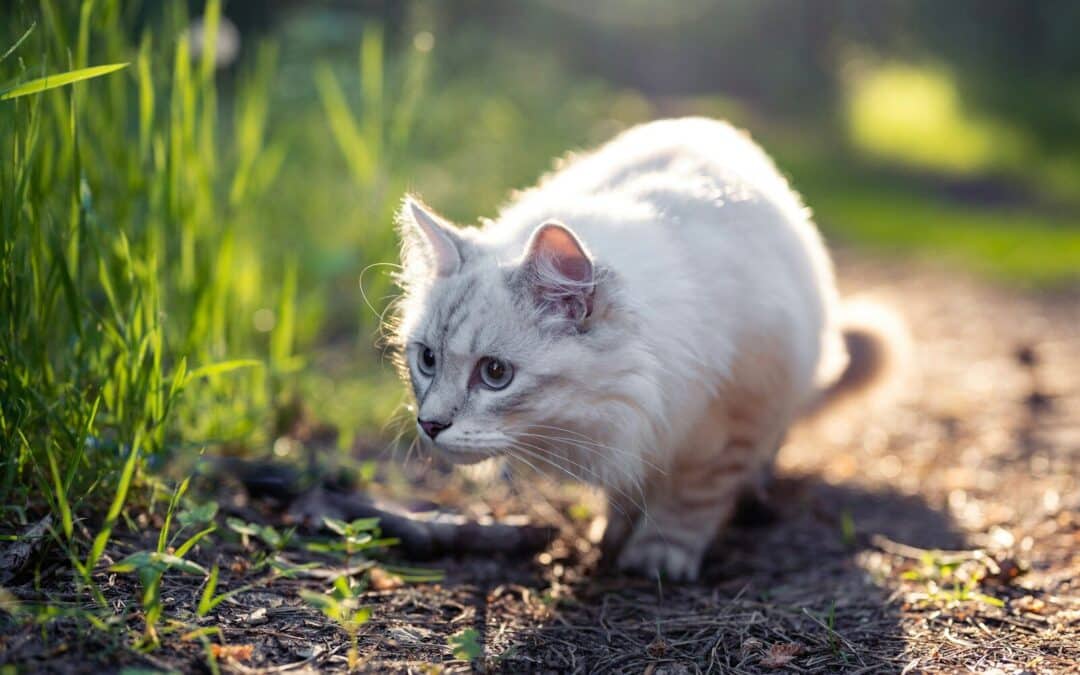 Why Do Cats Bring You Dead Animals?