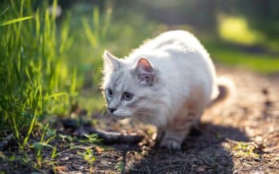 Why Do Cats Bring You Dead Animals?