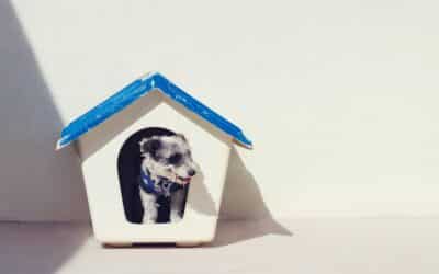 Everything You Need To Know Before Buying An Insulated Dog House