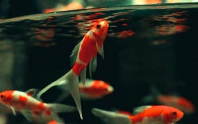 Low Maintenance Pets | Pets Perfect for Busy Lifestyles