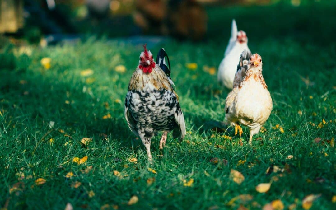 6 Super Small Chicken Breeds For Your Backyard Coop