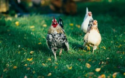 6 Super Small Chicken Breeds For Your Backyard Coop