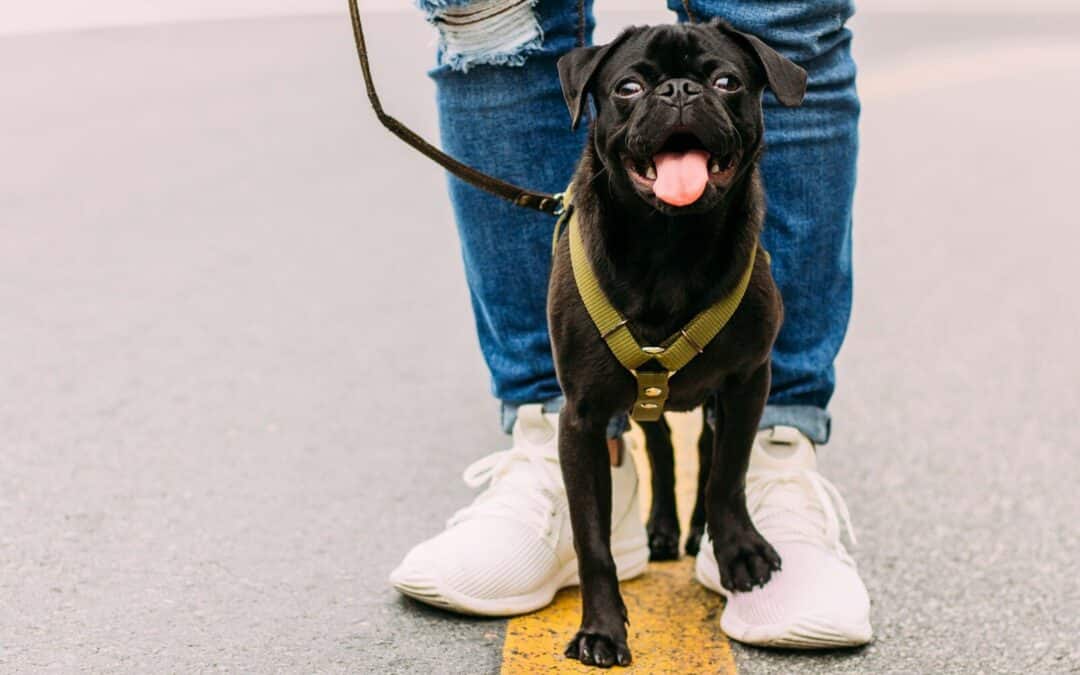 Taking the Lead: All About Dog Walking Services