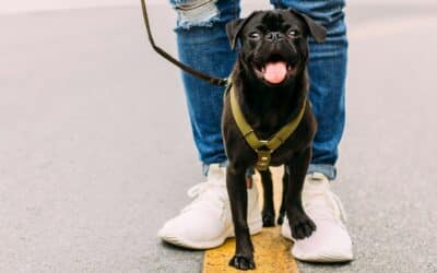 Taking the Lead: All About Dog Walking Services