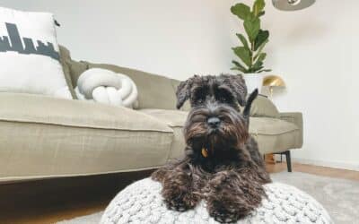 Why You Should Avoid Overnight Dog Boarding