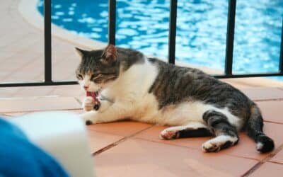 Why Does My Cat Lick Me So Much? The Answer Might Surprise You!