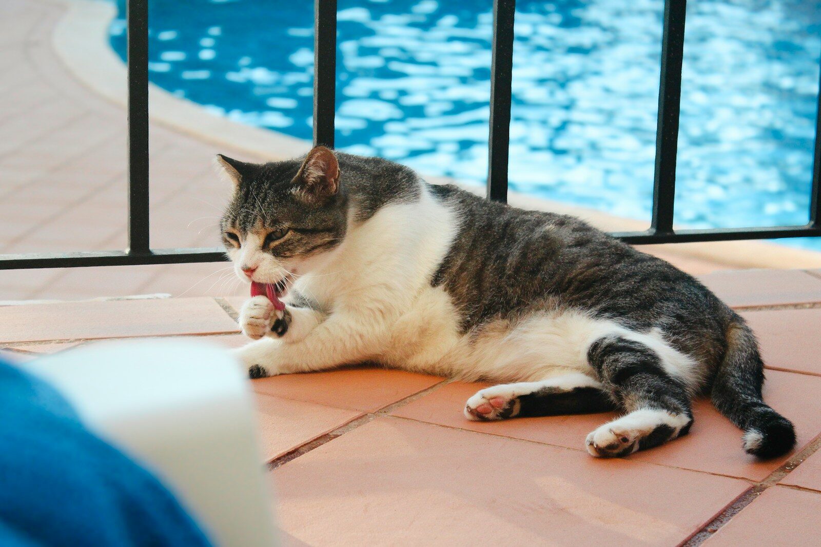 The cat is licking itself by the pool.