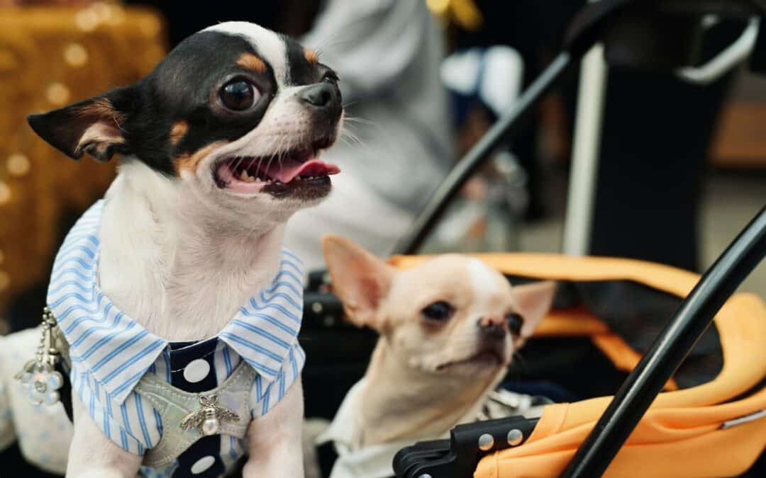 Exploring the Wonderful World of Small Dog Breeds