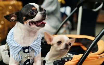 Exploring the Wonderful World of Small Dog Breeds