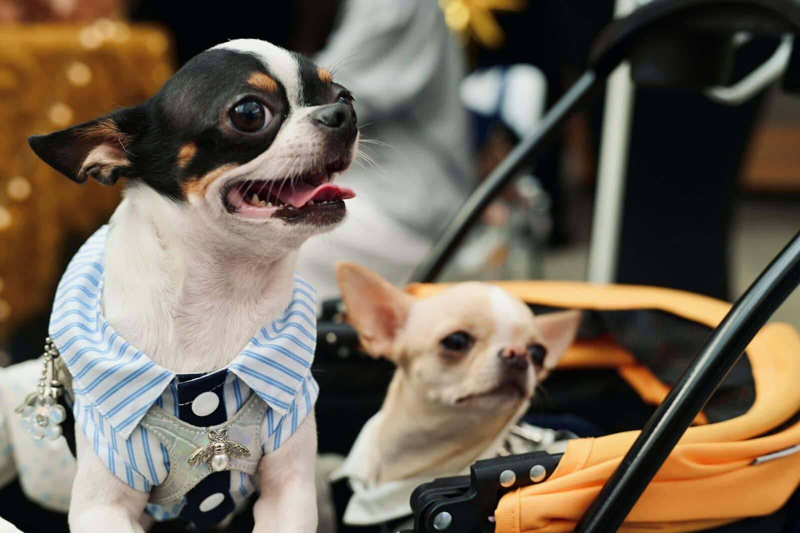 Two chihuahuas in a stroller wearing clothes in a stroller.