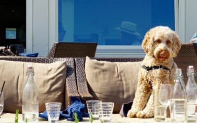 Dog Friendly Restaurants in Alexandria VA