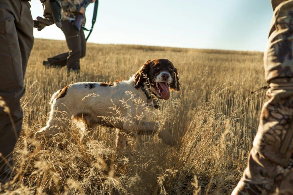 What Is The Best Small Hunting Dog Breed To Buy? 1 white dog on grass field