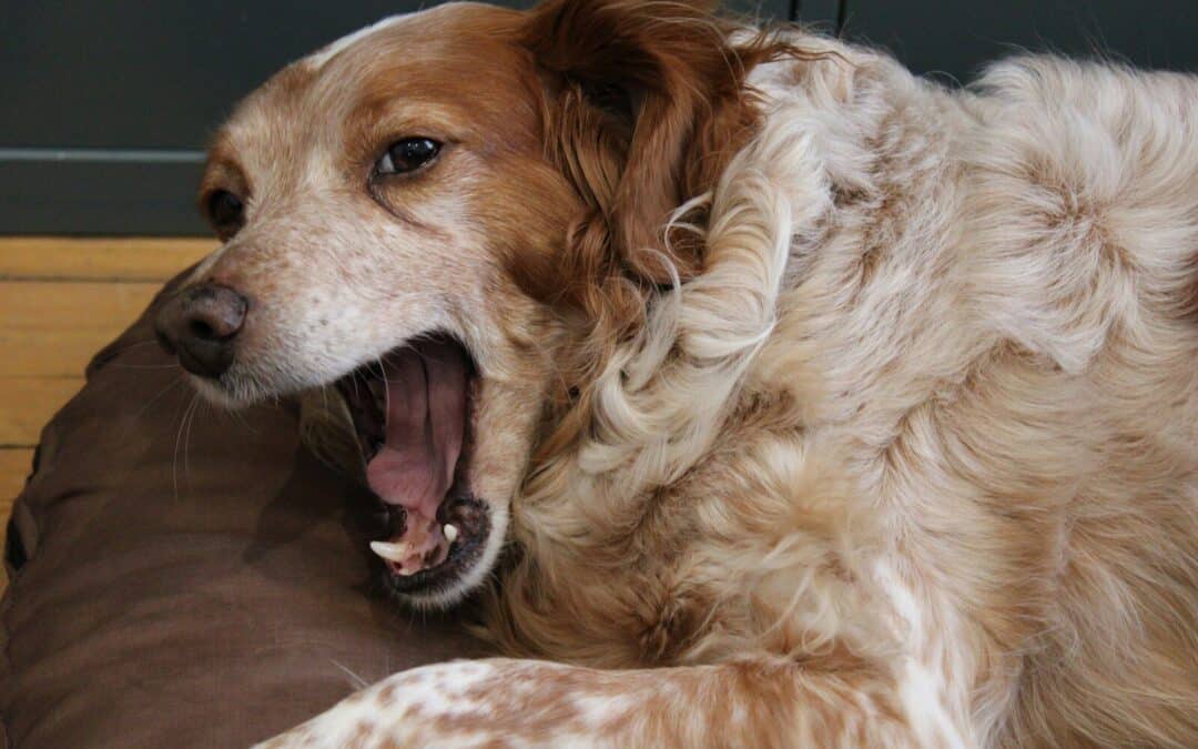 Can A Dog Die From Kennel Cough?