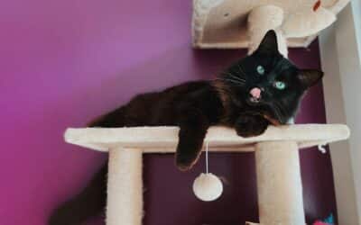 Pink Eye in Cats: Understanding Conjunctivitis