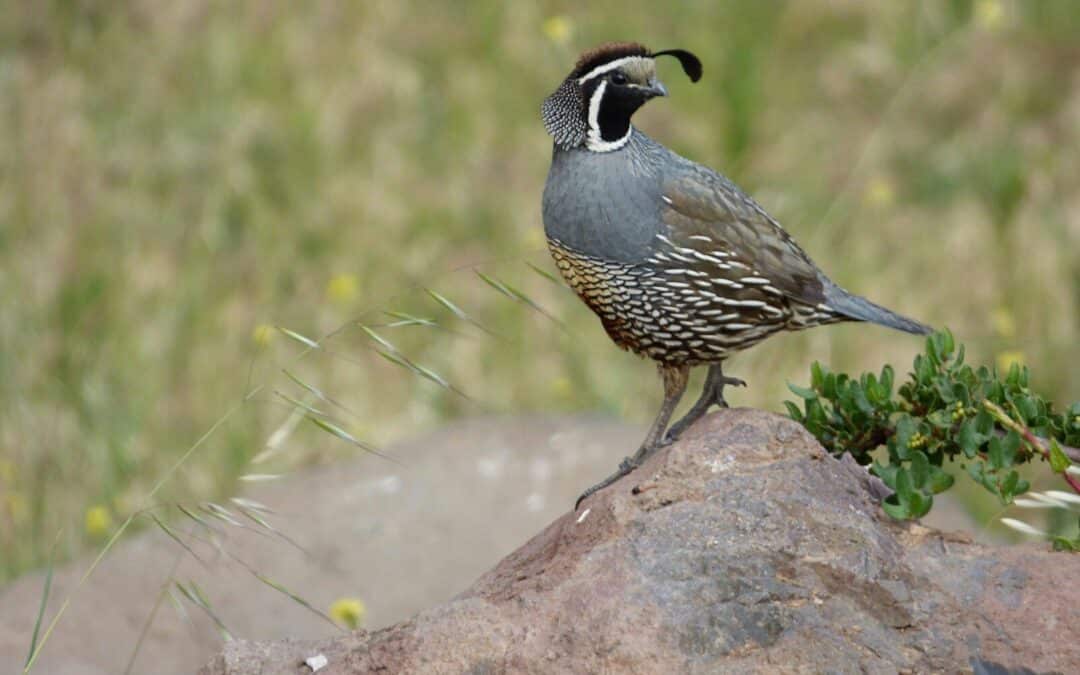 Types of Pet Quail: 5 Adorable Small Breeds
